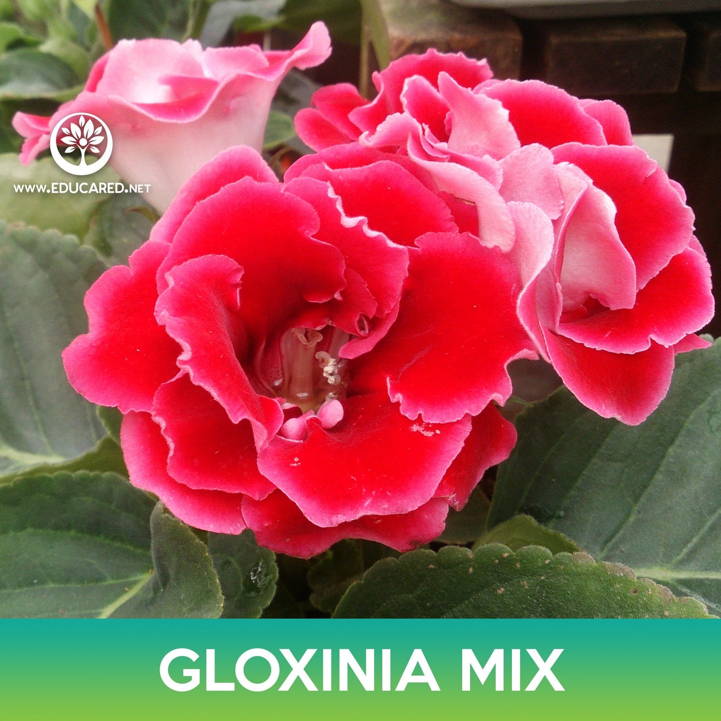 Gloxinia Flower Mix Seeds, Sinningia Speciosa