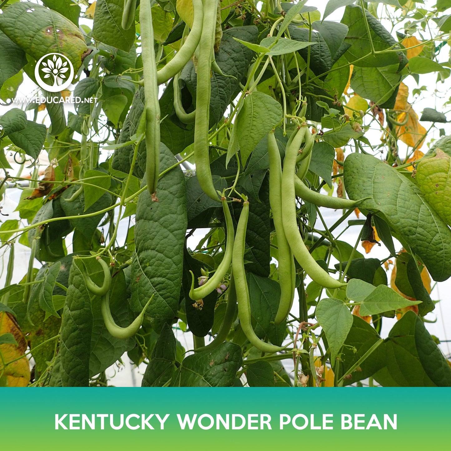 Kentucky Wonder Pole Bean Seeds