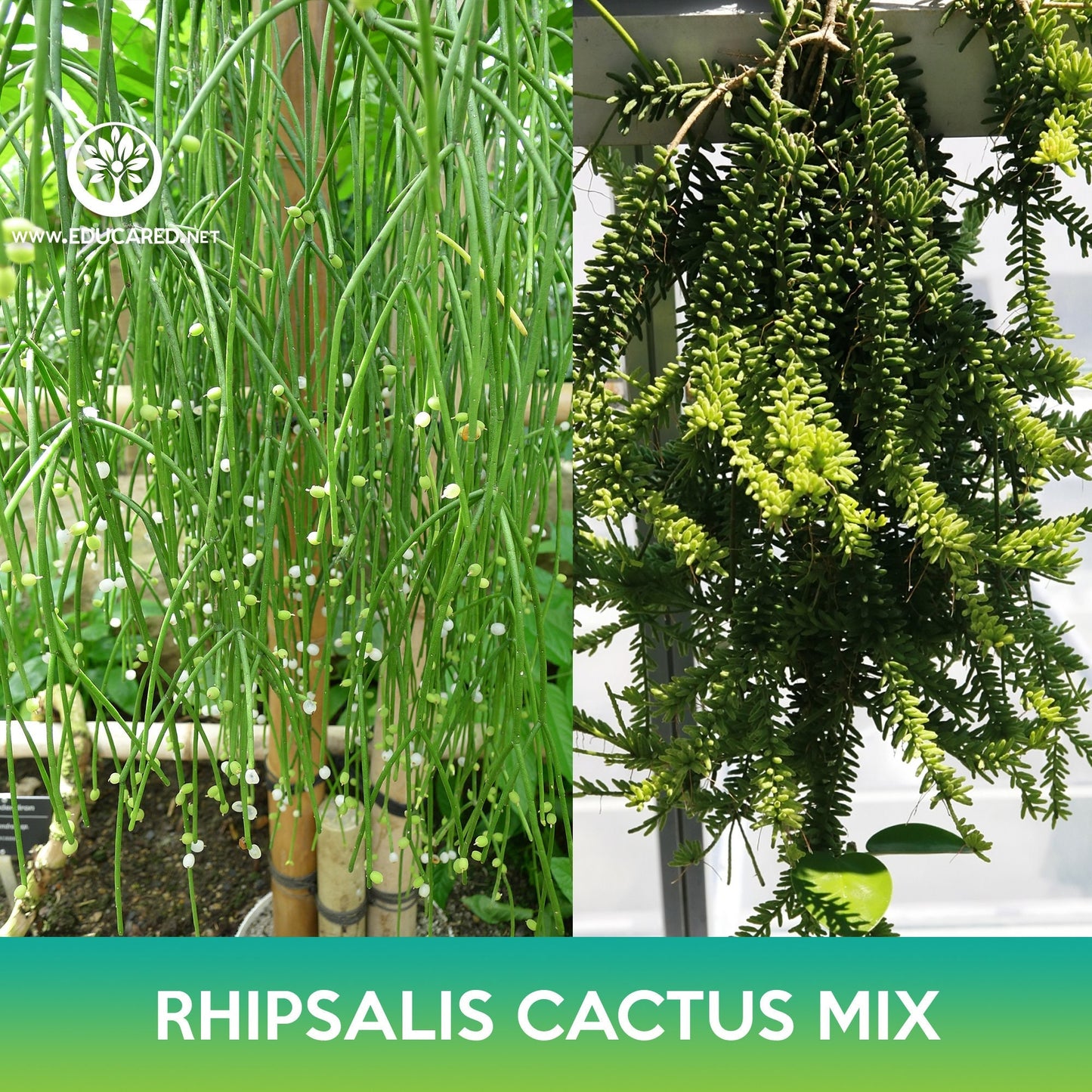 Rhipsalis Cactus Mix Seeds