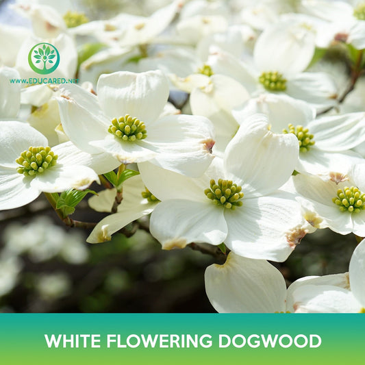 White Flowering Dogwood Seeds, Cornus florida