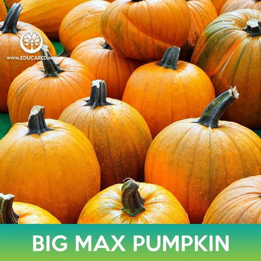 Big Max Pumpkin Seeds, Cucurbita maxima