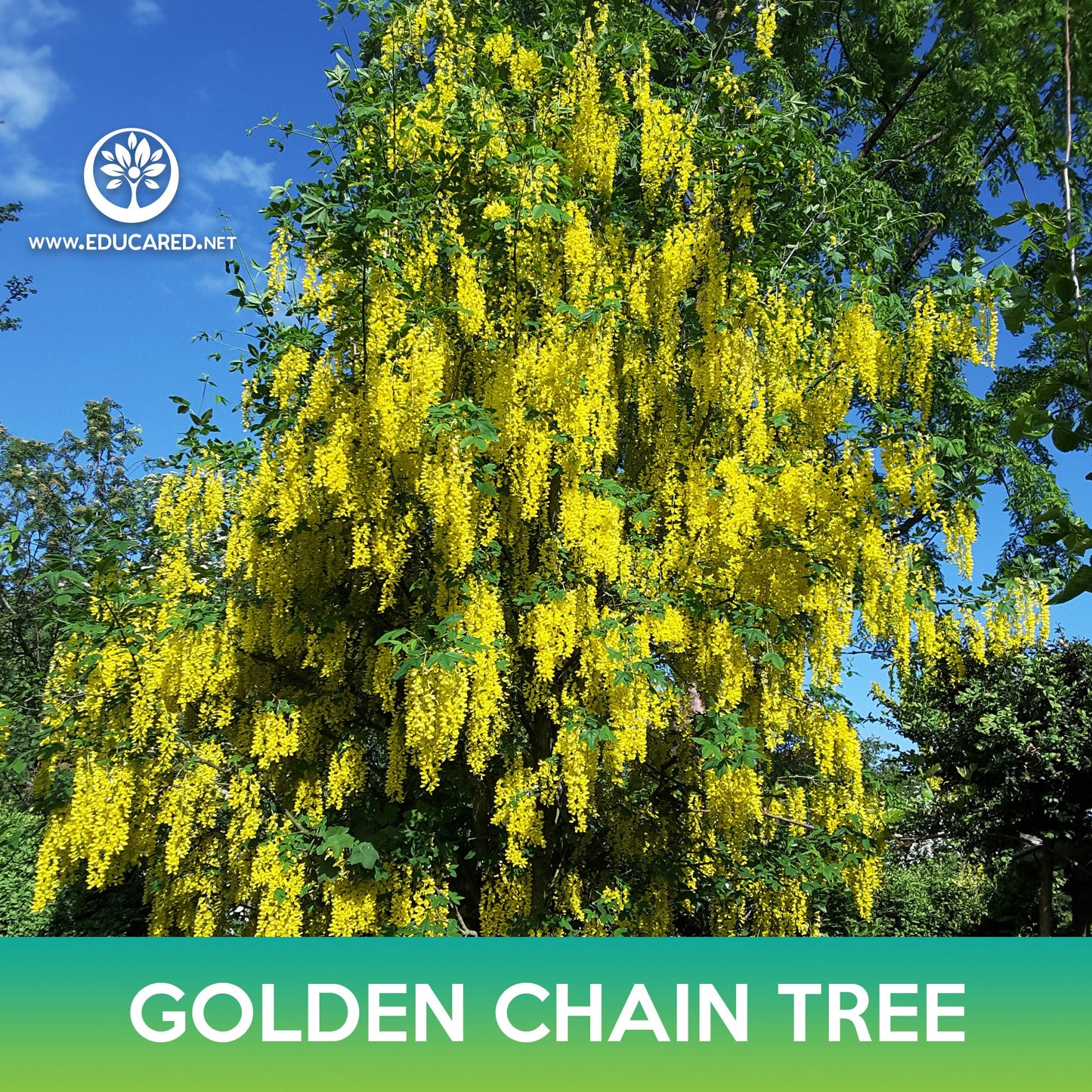 Golden Chain Tree Seeds, Golden Rain Tree, Laburnum anagyroides – Educared