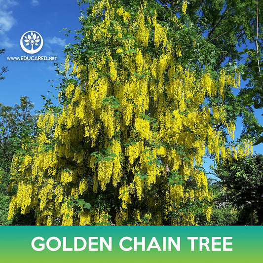 Golden Chain Tree Seeds, Golden Rain Tree