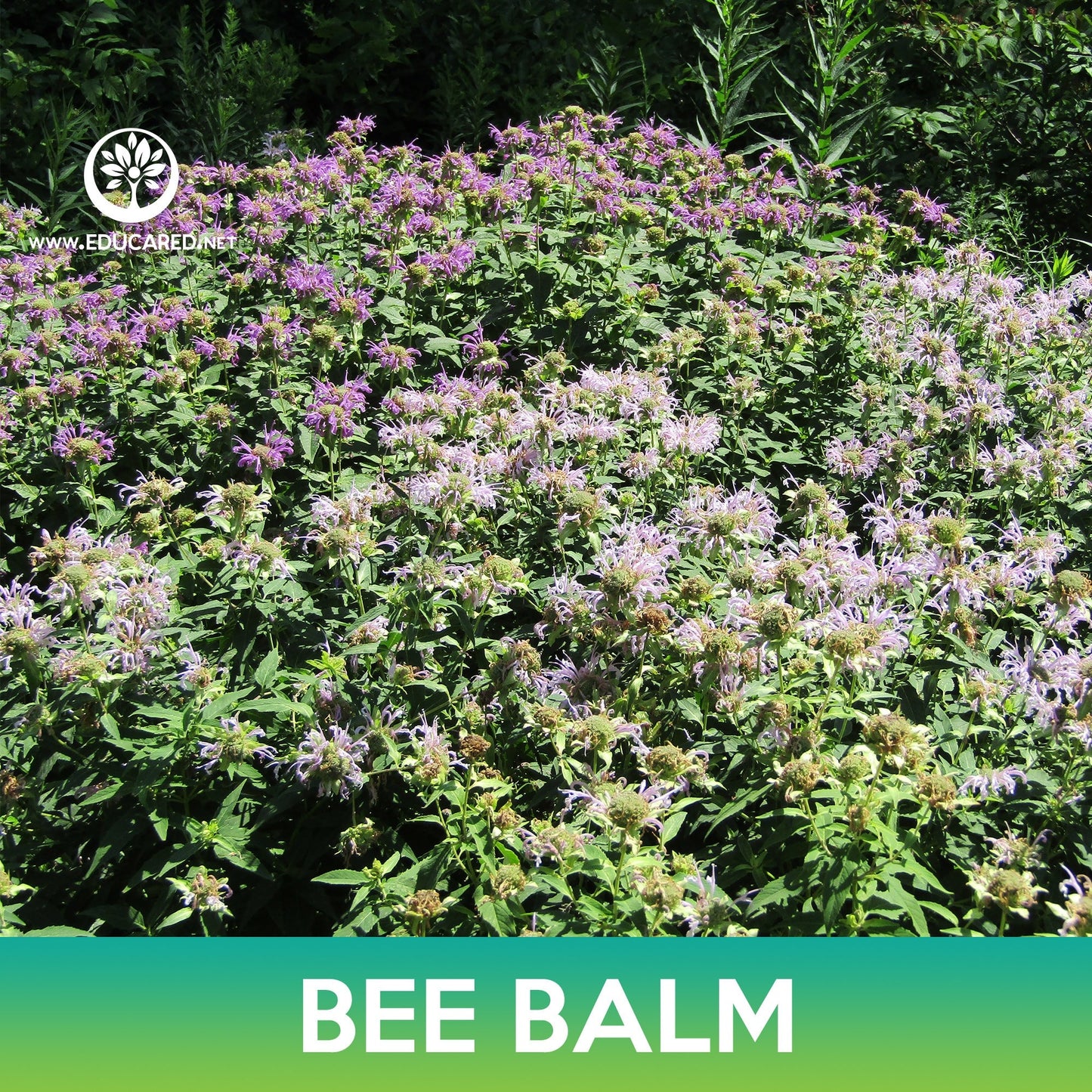 Bee Balm Seeds, Wild Bergamot, Monarda fistulosa