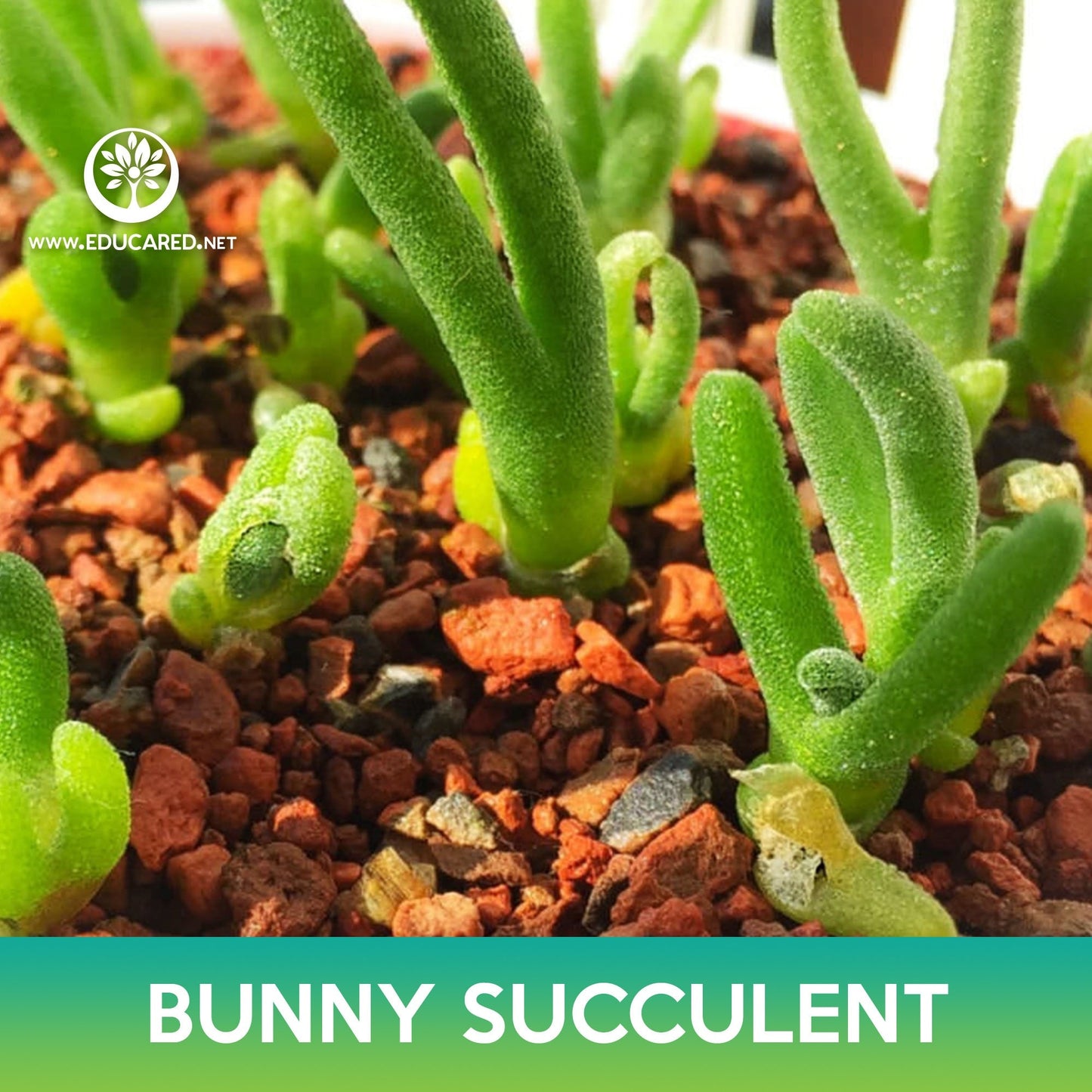 Bunny Succulent Seeds