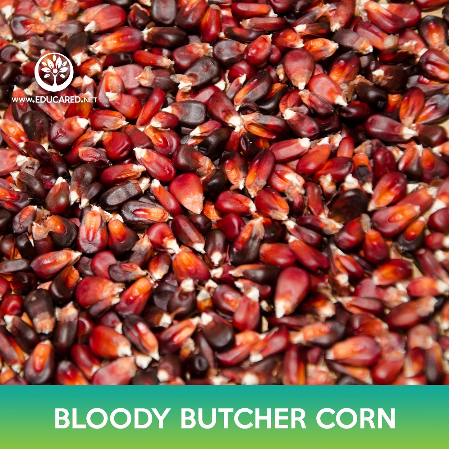 Bloody Butcher Corn Seeds