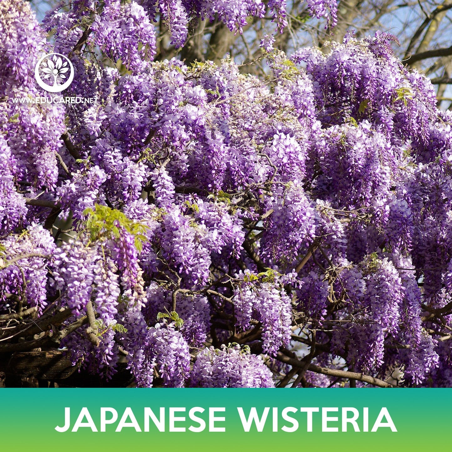 Japanese Wisteria Seeds, Wisteria floribunda