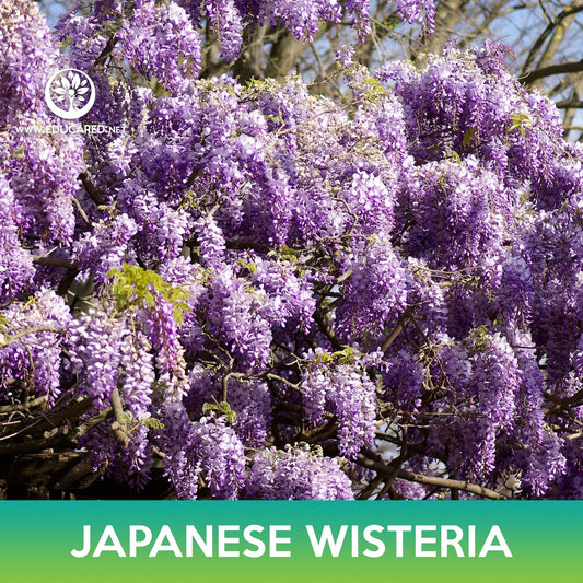 Japanese Wisteria Tree Seeds