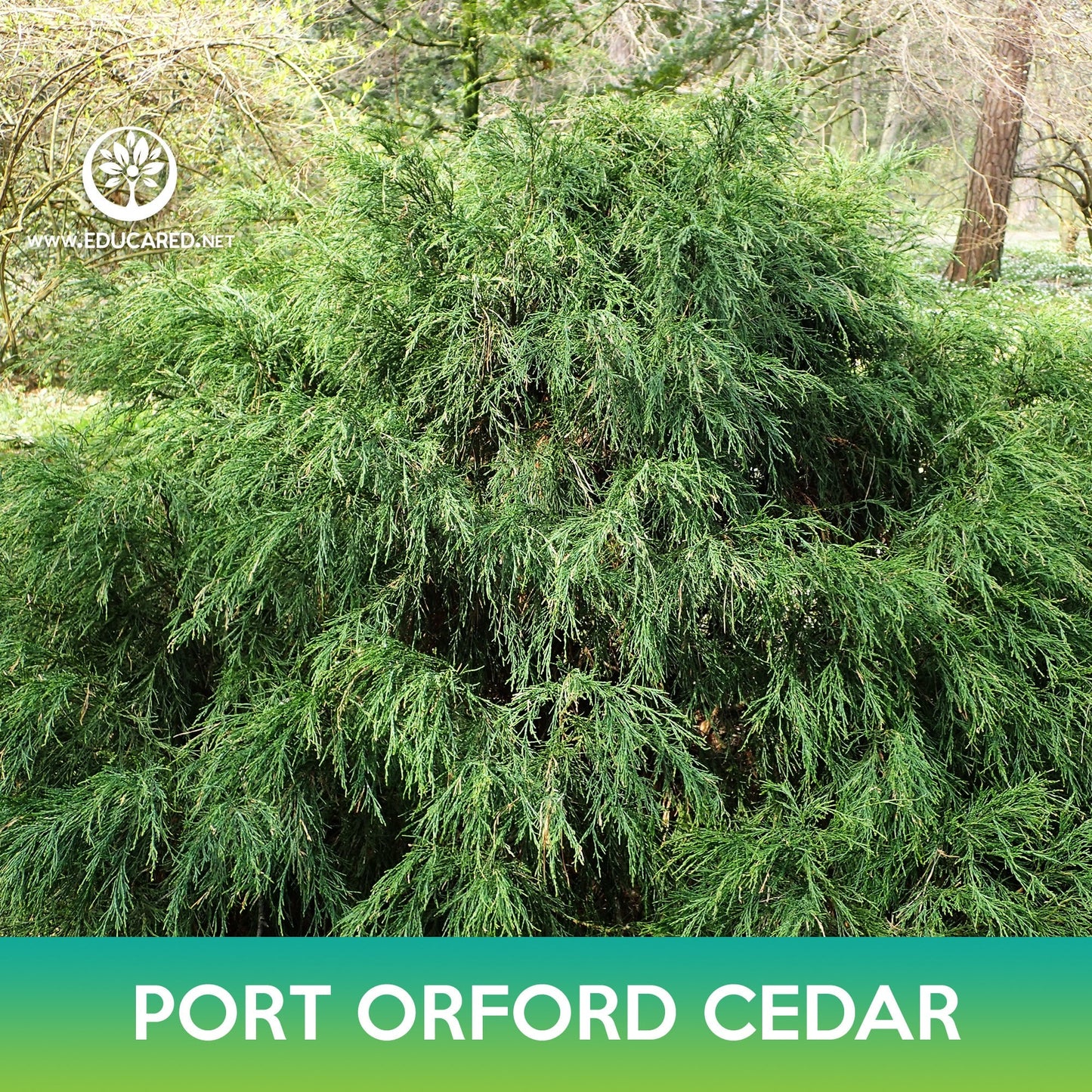 Port Orford Cedar Seeds, Lawson Cypress, Chamaecyparis lawsoniana