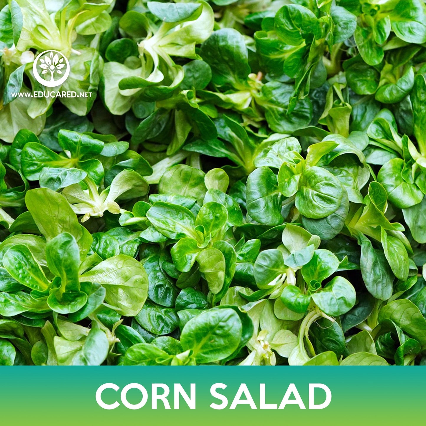 Corn Salad Seeds, Lamb's lettuce, Valerianella locusta