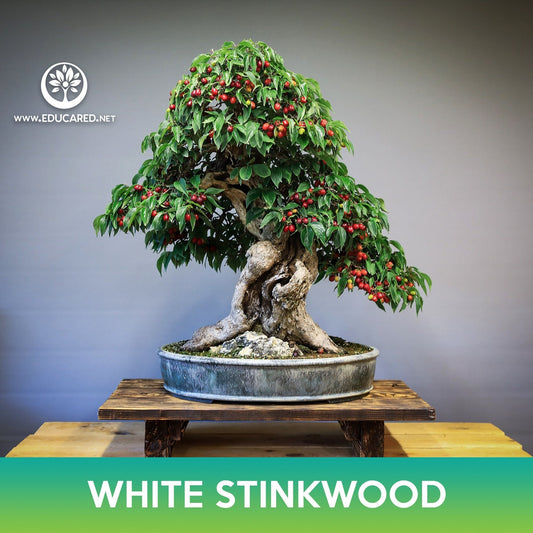 White Stinkwood