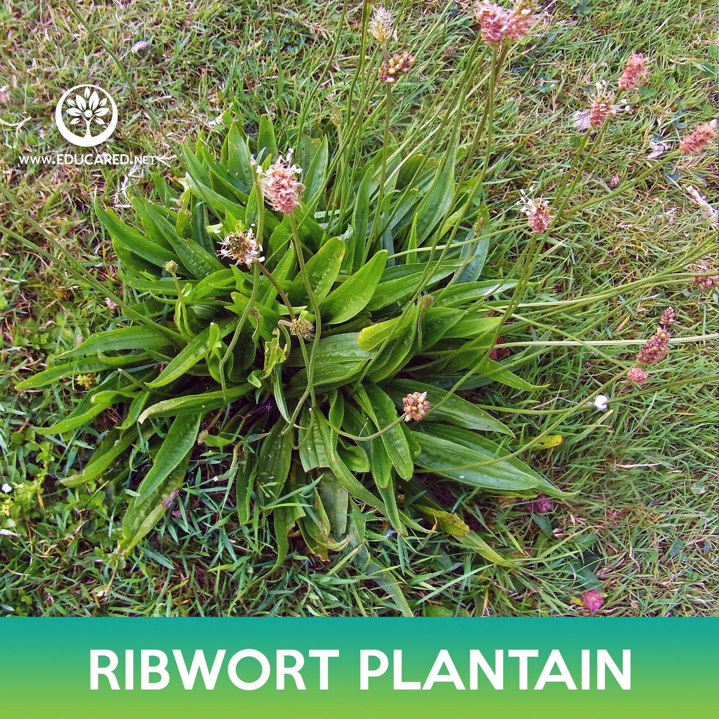 Ribwort Plantain Seeds, Plantago lanceolata