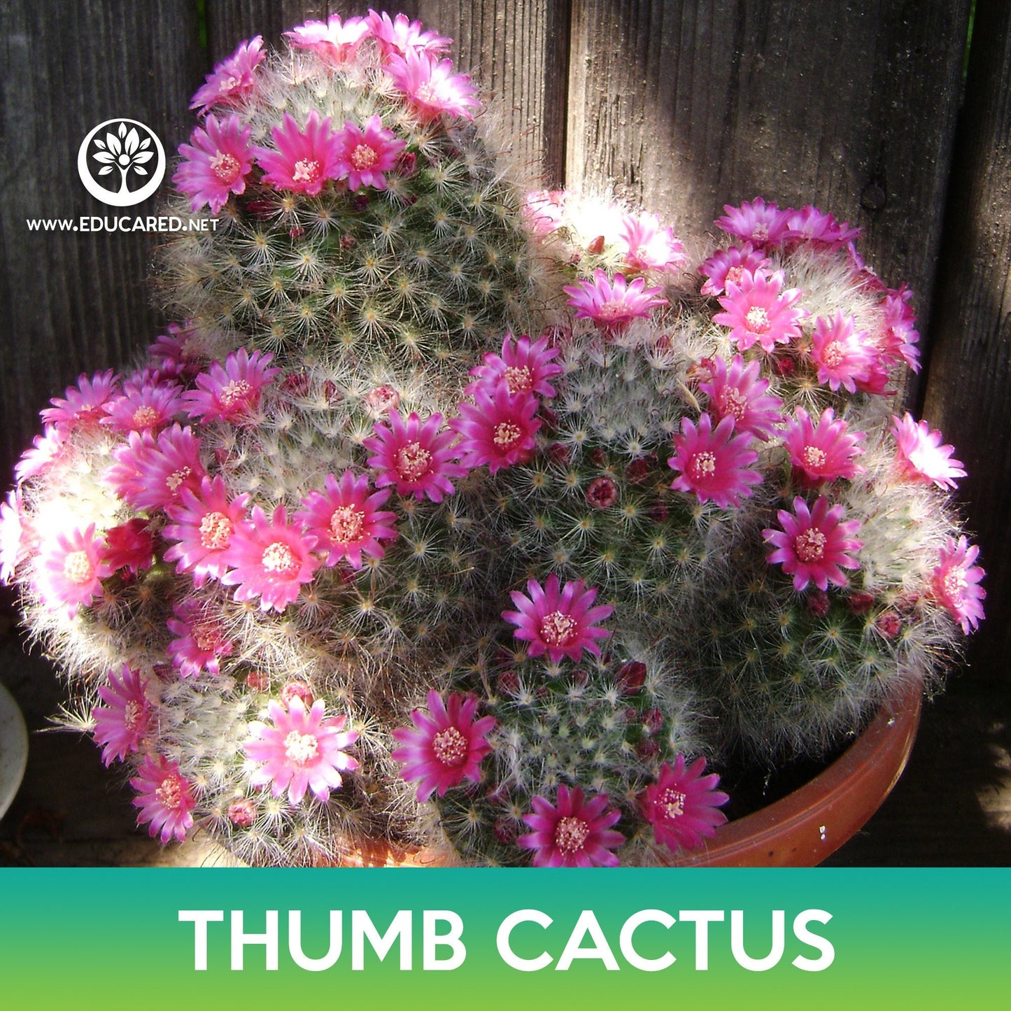 Thumb Cactus Seeds, Mammillaria matudae
