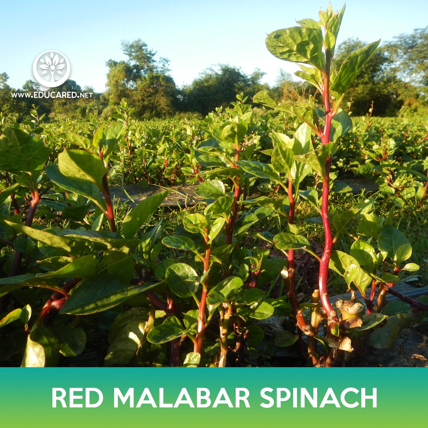 Red Malabar Spinach Seeds, Basella rubra