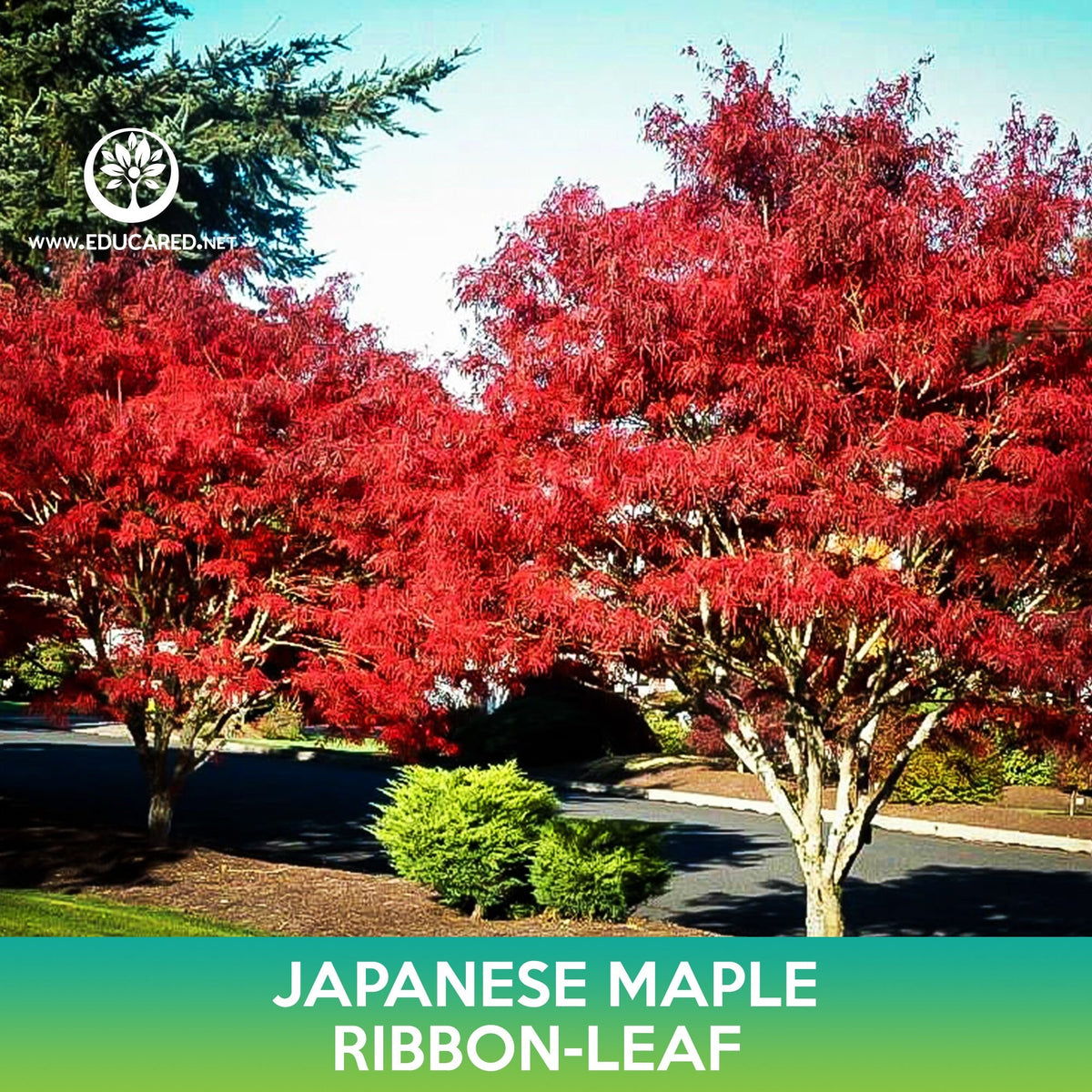 Maple Ribbon Coord Ribbon Leaf Japanese Maple Seeds, Acer palmatum atrolineare – Educared
