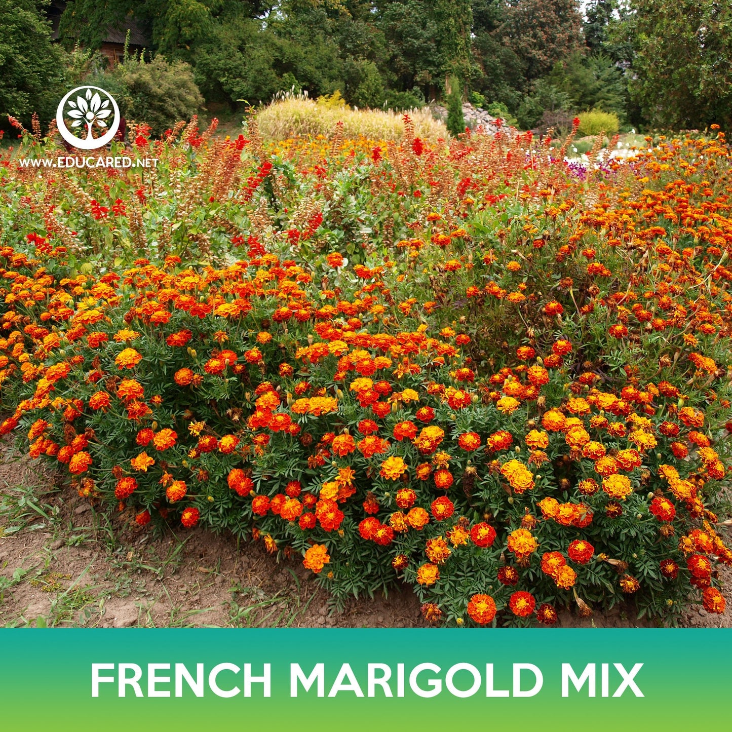 French Marigold Flower Mix Seeds