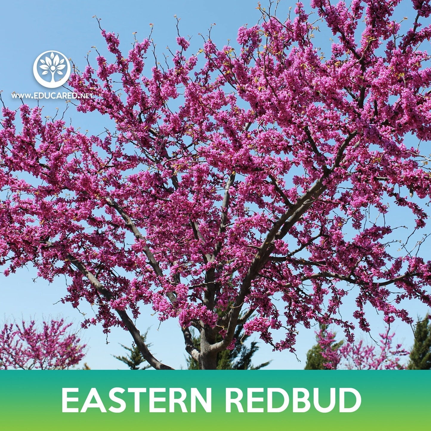 Eastern Redbud Seeds, Cercis canadensis