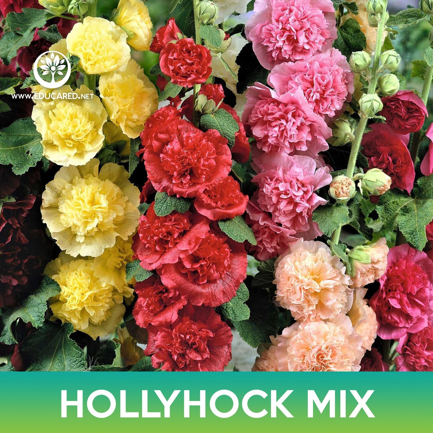 Hollyhock Flower Mix Seeds, Alcea rosea chater's double