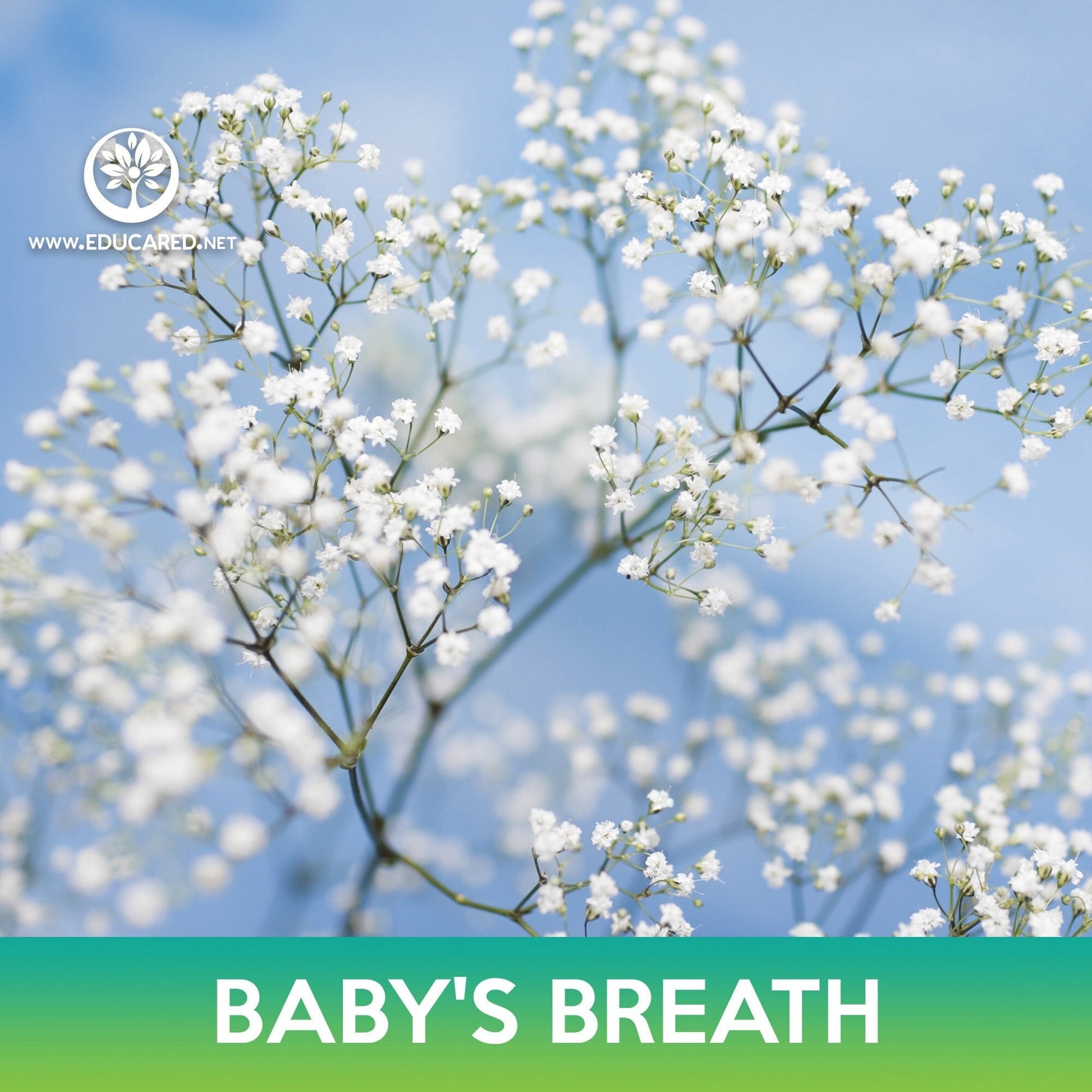 baby's breath flower seeds Baby's Breath Flower Seeds – Educared