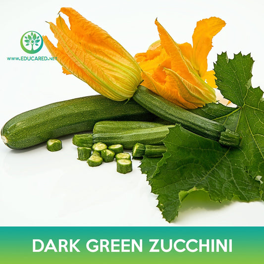 Dark Green Zucchini Seeds