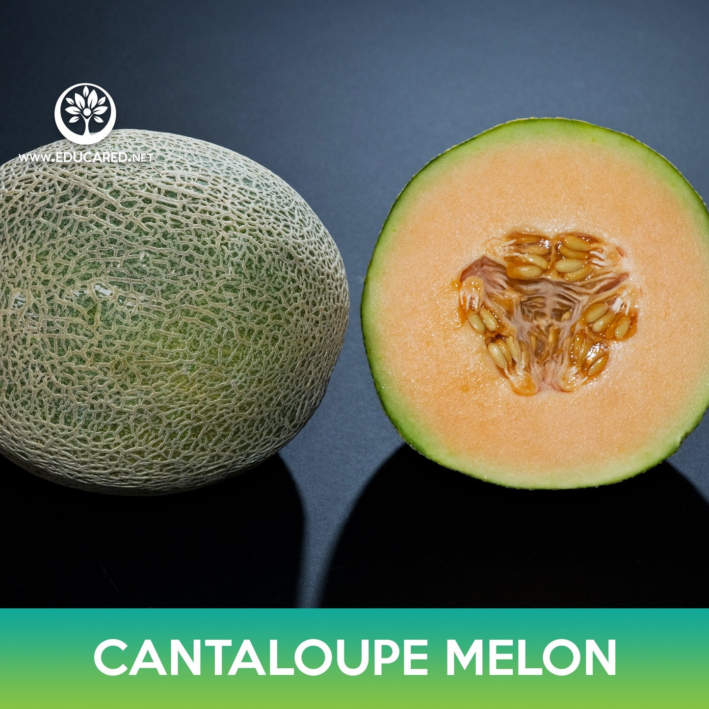 Cantaloupe Edisto 47 Melon Seeds