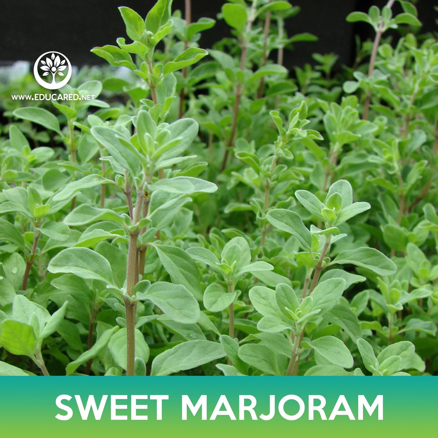 Sweet Marjoram Seeds, Origanum majorana