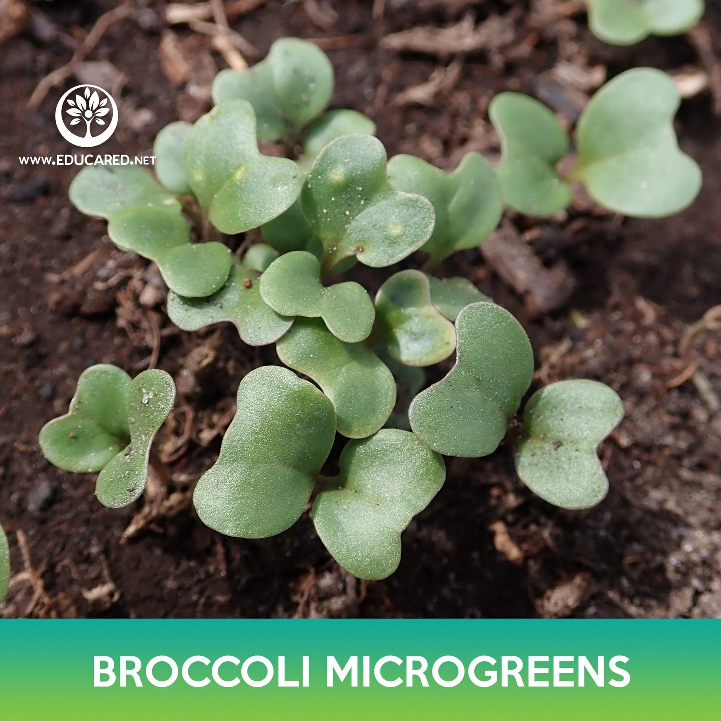 Broccoli Microgreens Seeds