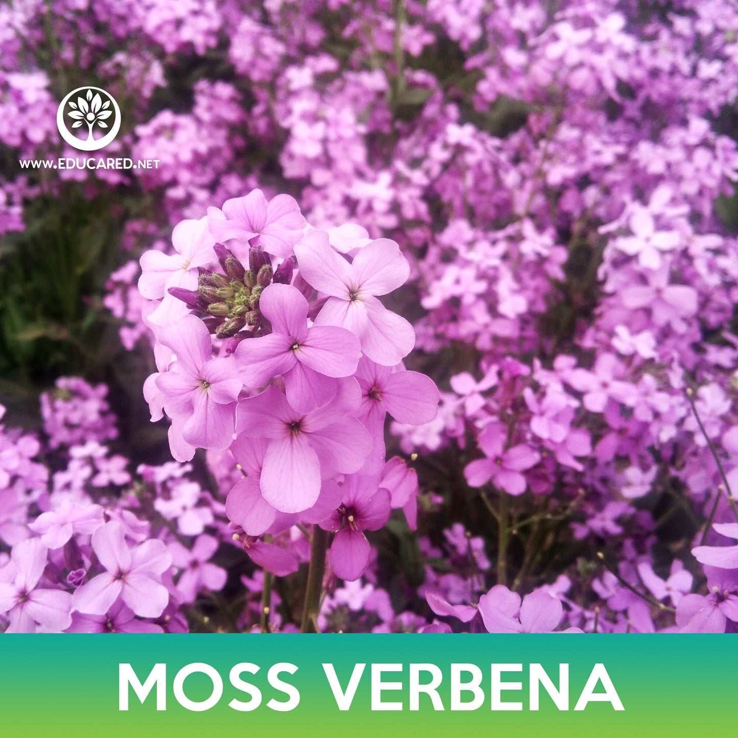Moss Verbena Flower Seeds, Verbena Tenuisecta