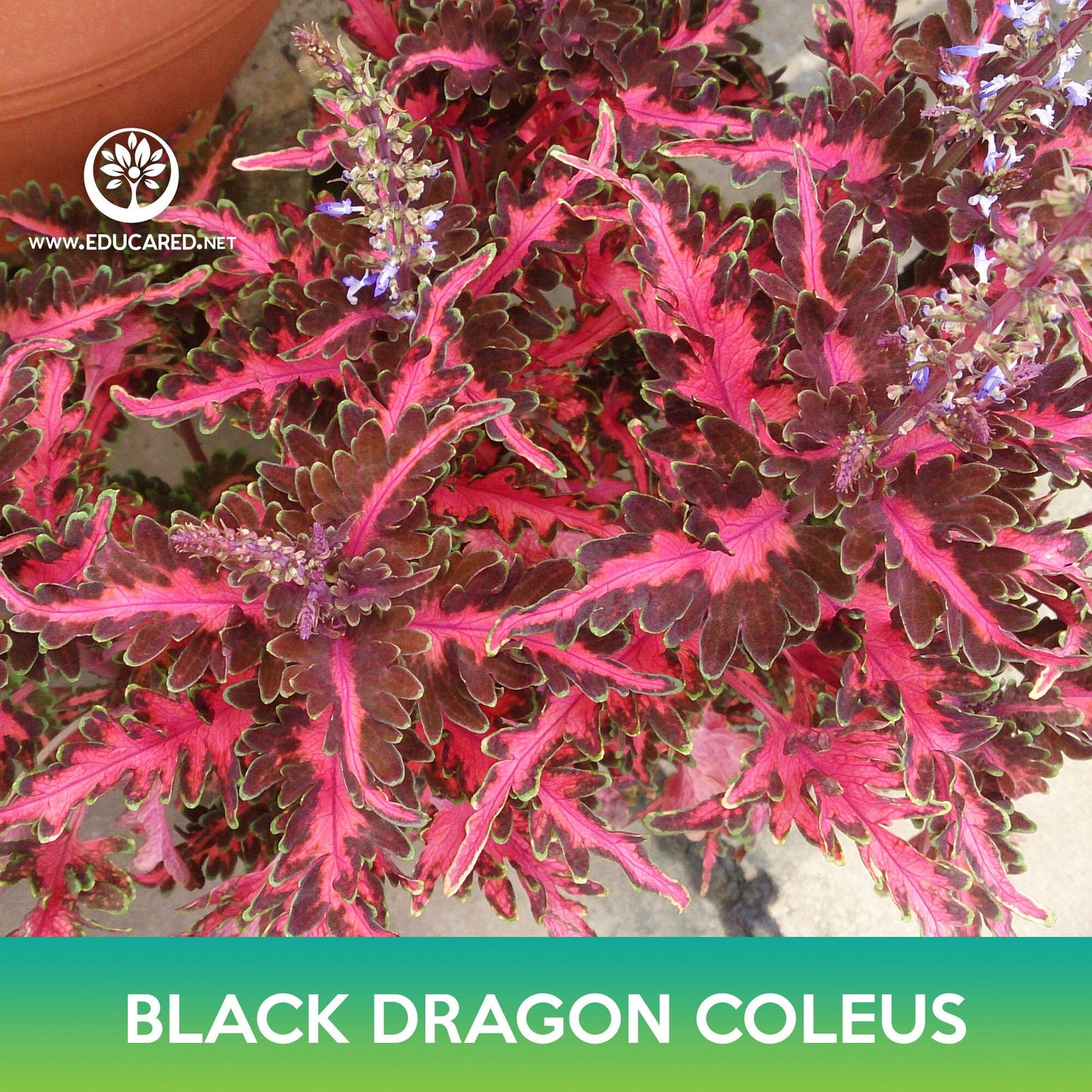 Black Dragon Coleus Seeds, Solenostemon scutellarioides