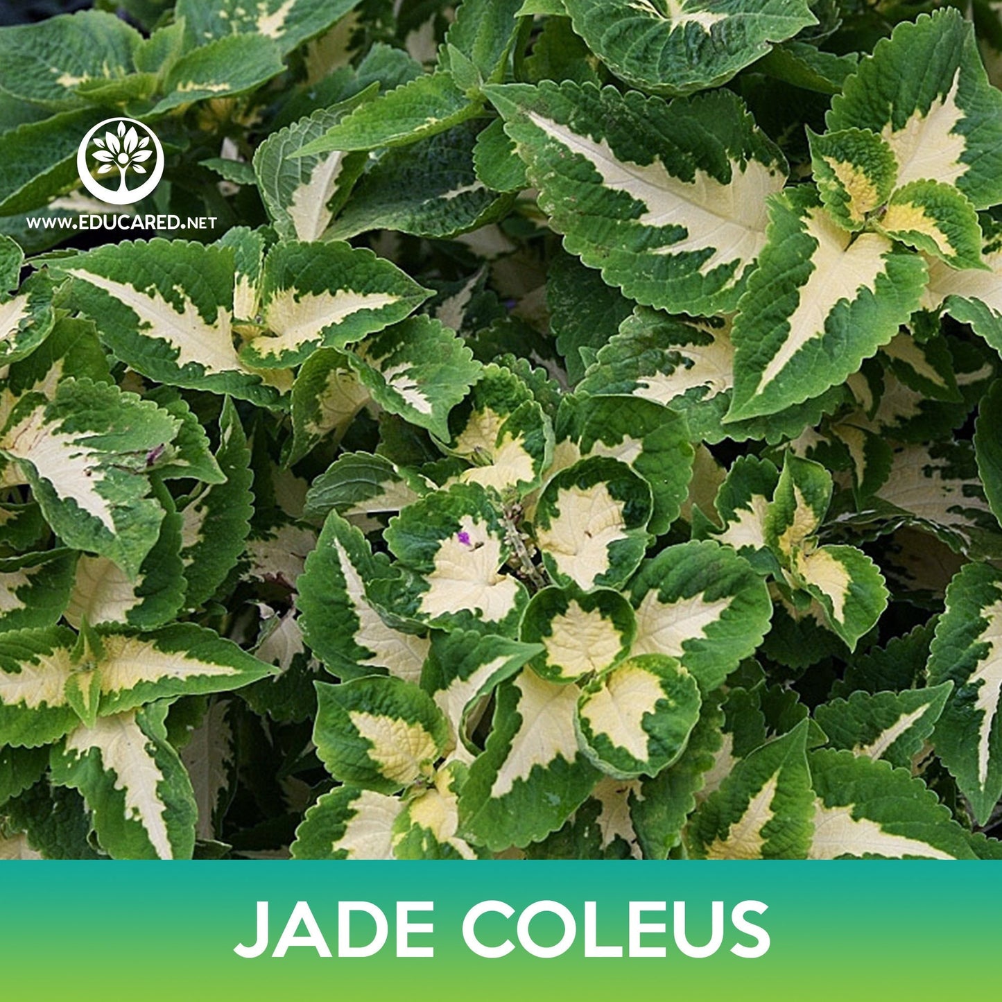 Jade Coleus Seeds