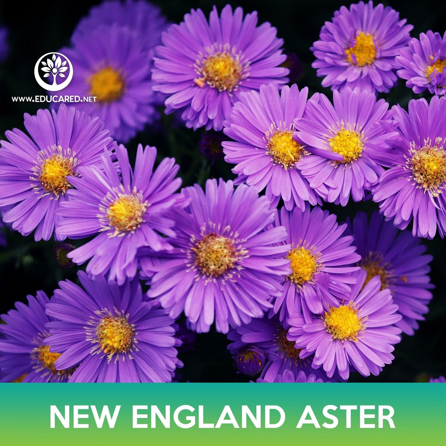 New England Aster Flower Seeds, Daisy Michaelmas, Michaelmas daisy