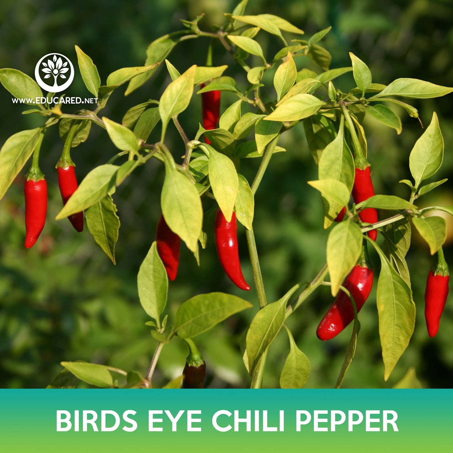 Birds Eye Chili Pepper Seeds, Thai Chili Pepper