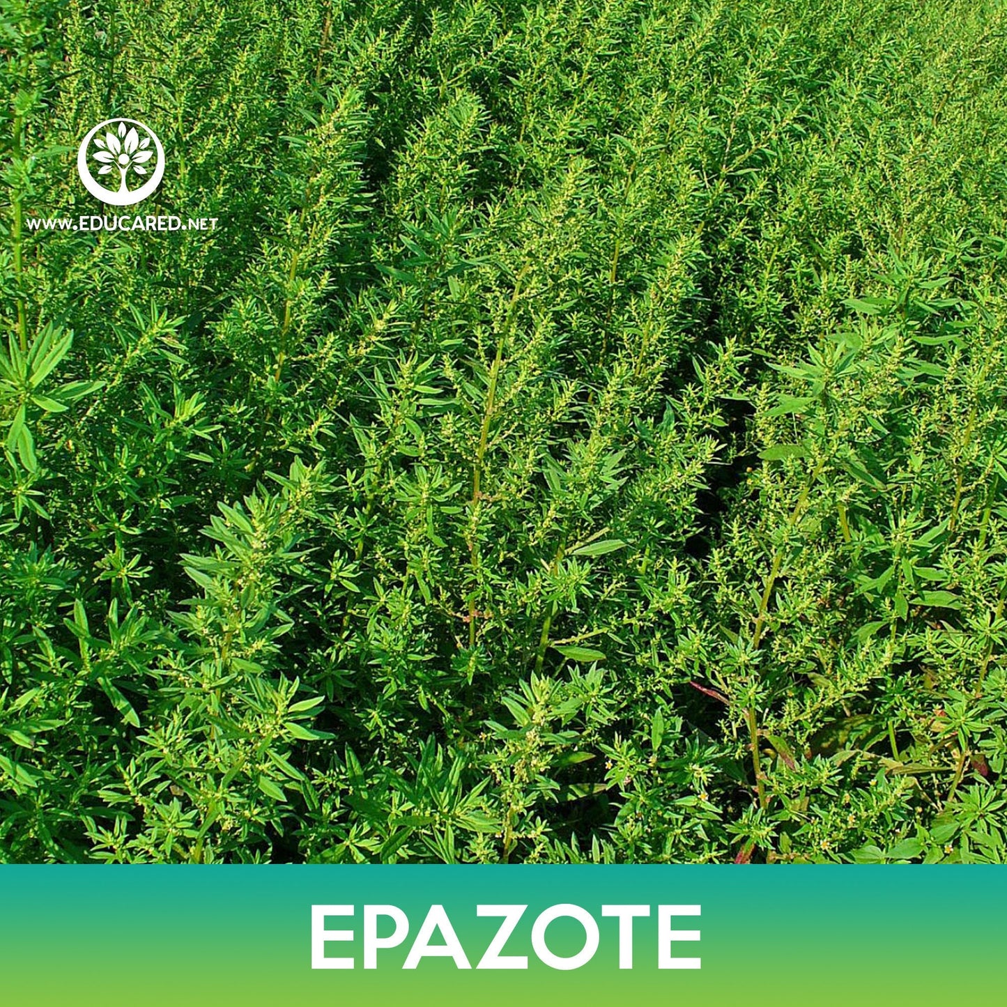 Epazote Seeds, Mexican-tea, Chenopodium ambrosioides