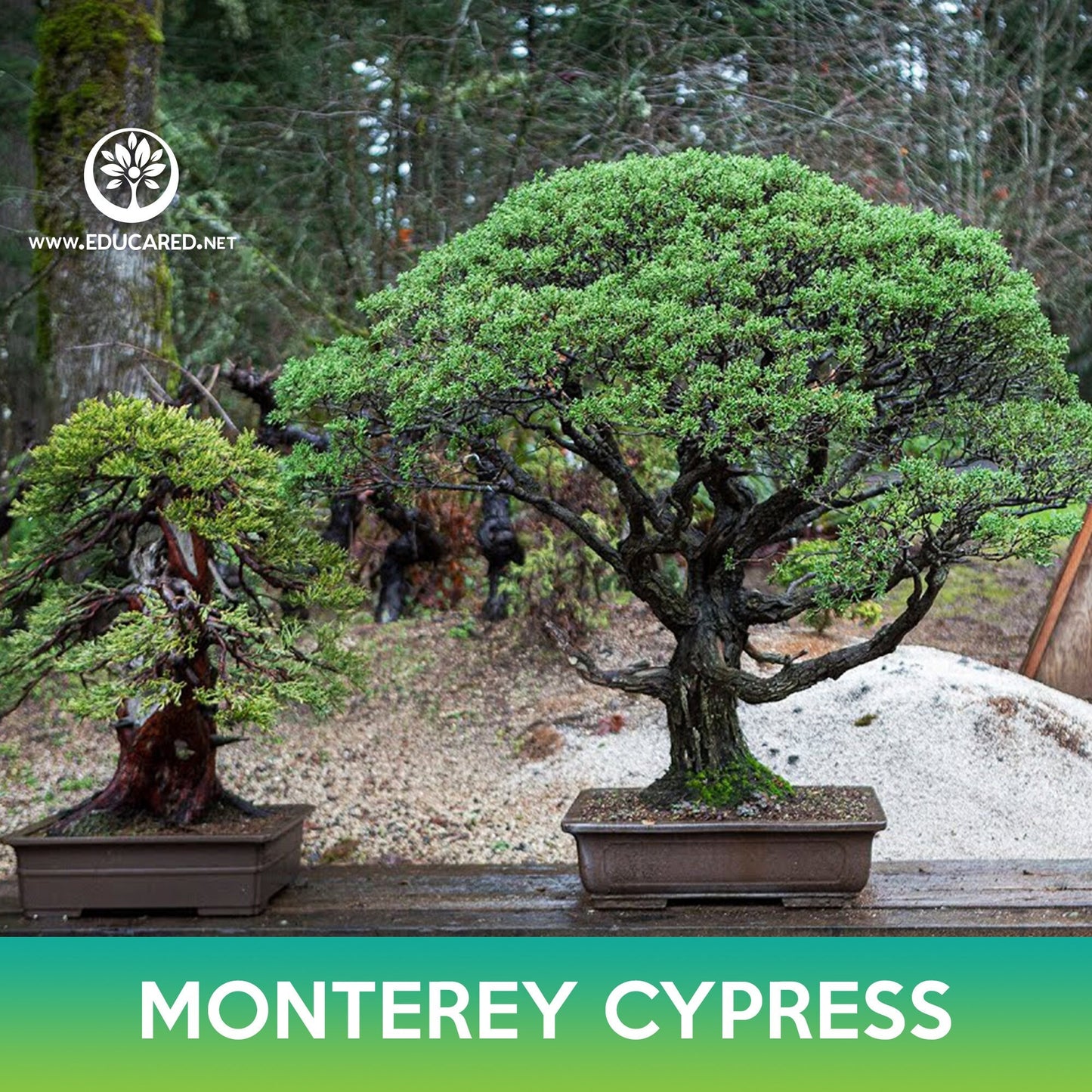 Monterey Cypress Seeds, Cupressus macrocarpa, Hesperocyparis macrocarpa