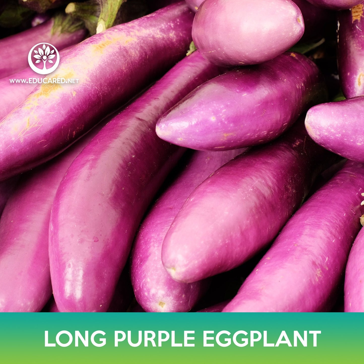 Long Purple Eggplant Seeds