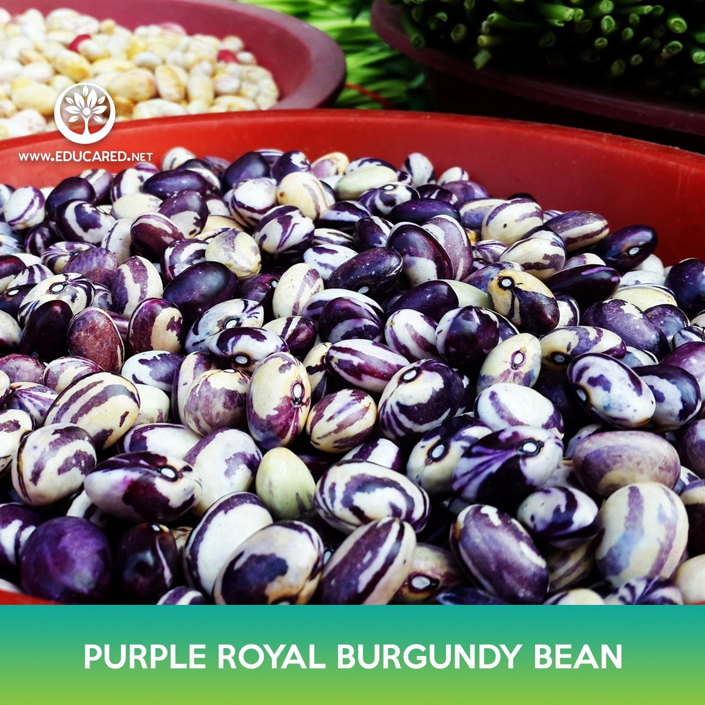 Purple Royal Burgundy Bean Seeds