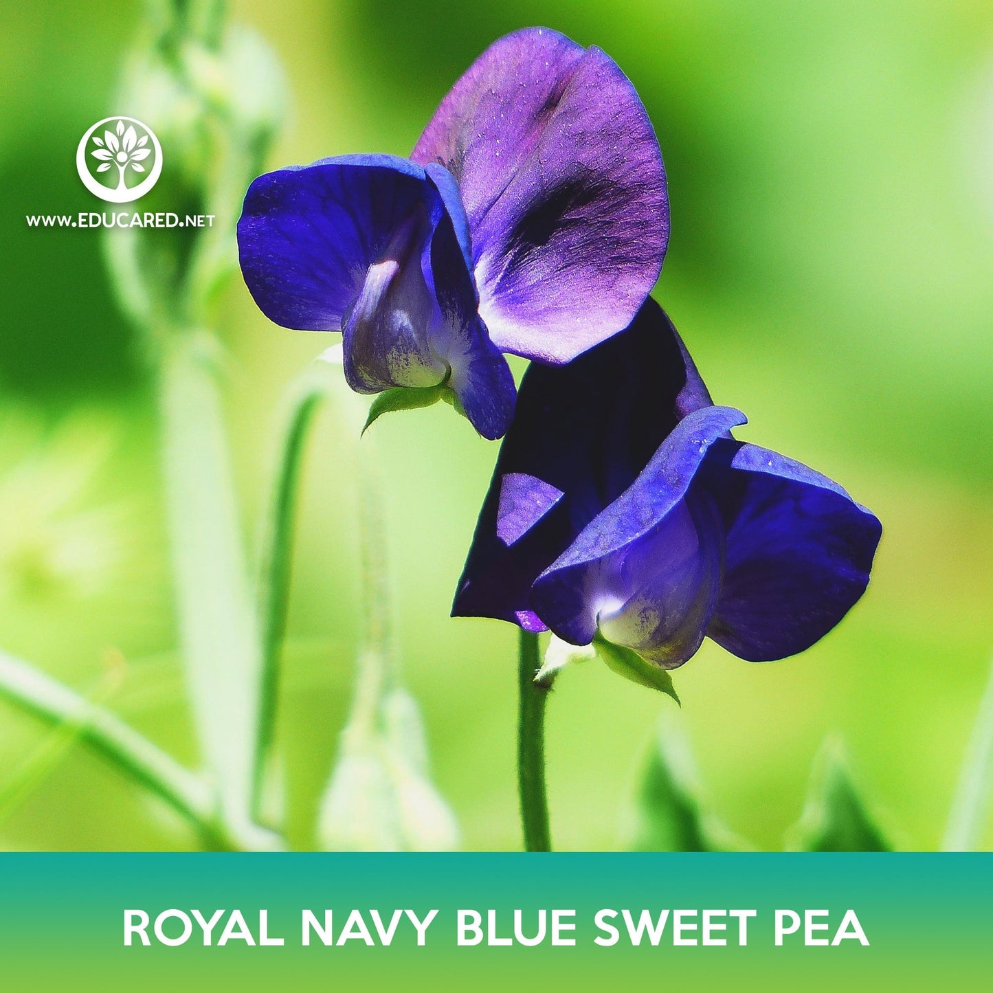 Royal Navy Blue Sweet Pea Seeds