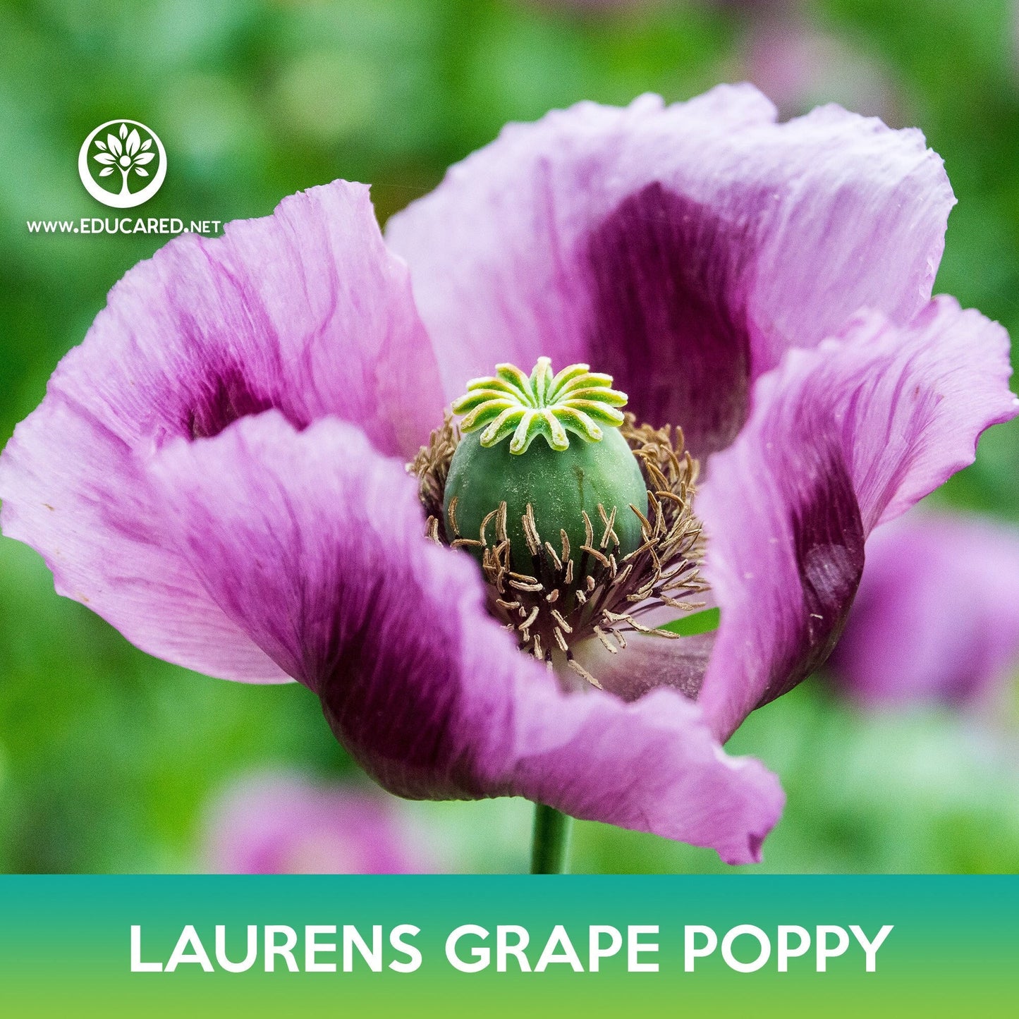 Laurens Grape Poppy Seeds