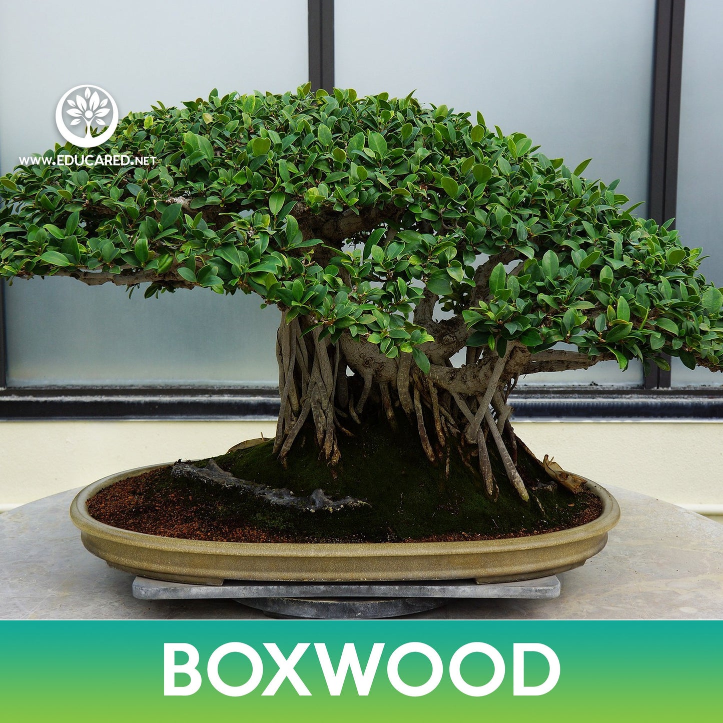 Boxwood Seeds, Buxus, Japanese Box, Buxus microphylla var. sinica