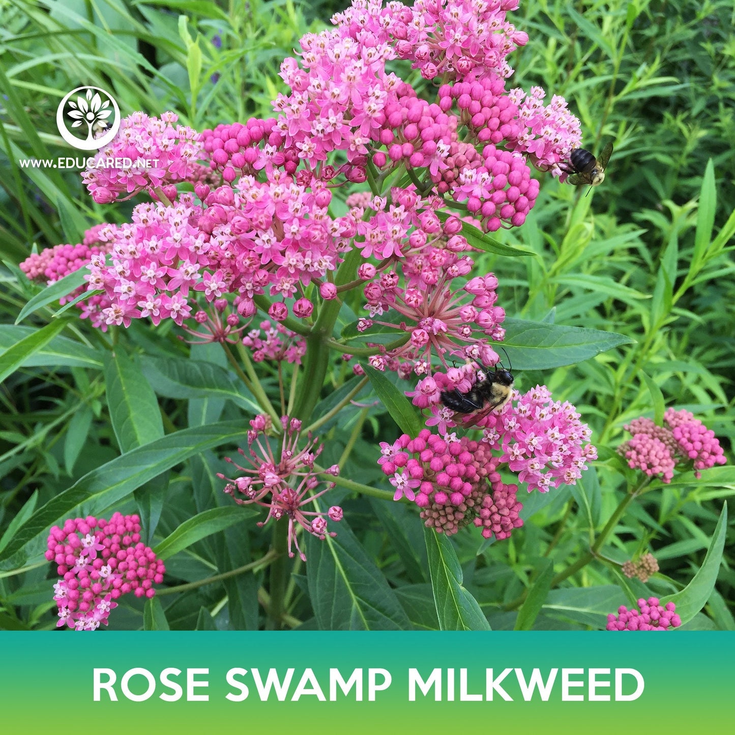 Rose Swamp Milkweed Seeds