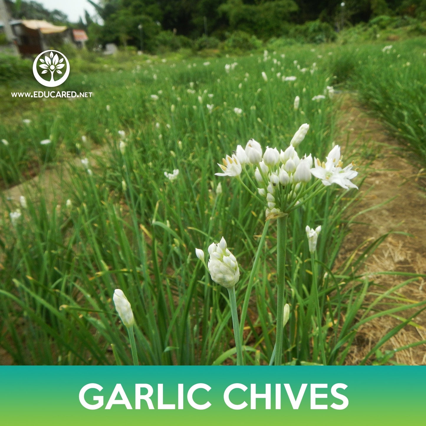 Garlic Chives Seeds, Allium tuberosum