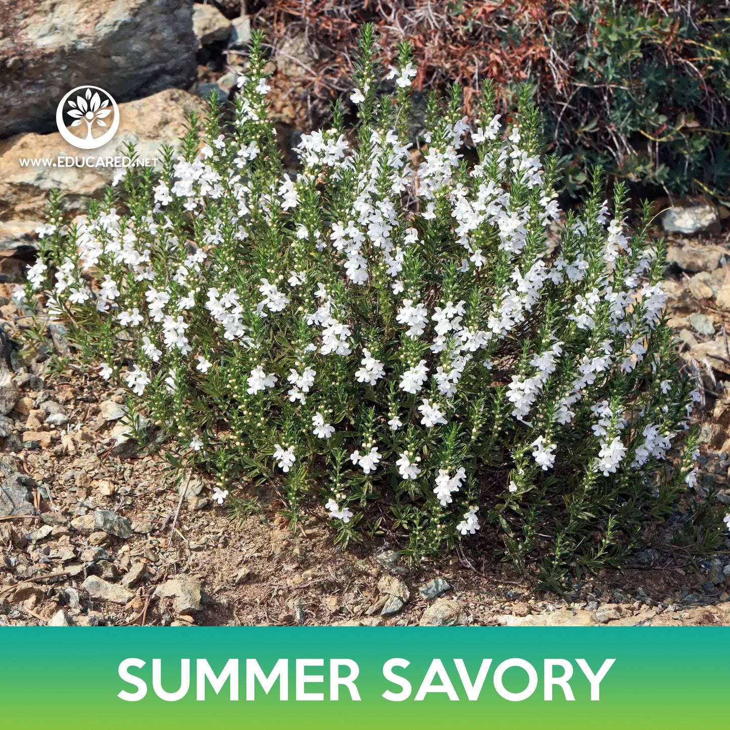 Summer Savory Seeds, Satureja hortensis