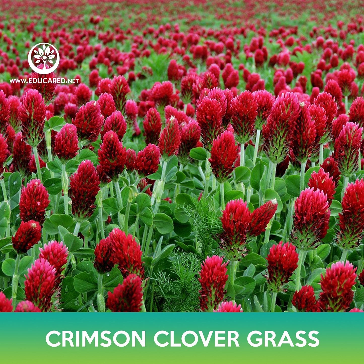 Crimson Clover Grass Seeds