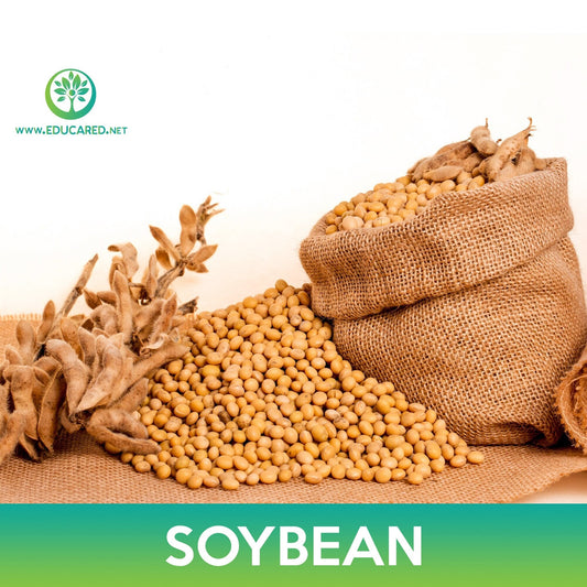 Soybean Seeds, Glycine max