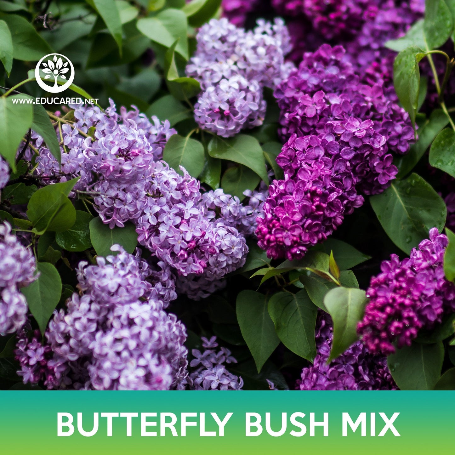 Butterfly Bush Mix Seeds, Buddleja Davidii, Summer Lilac