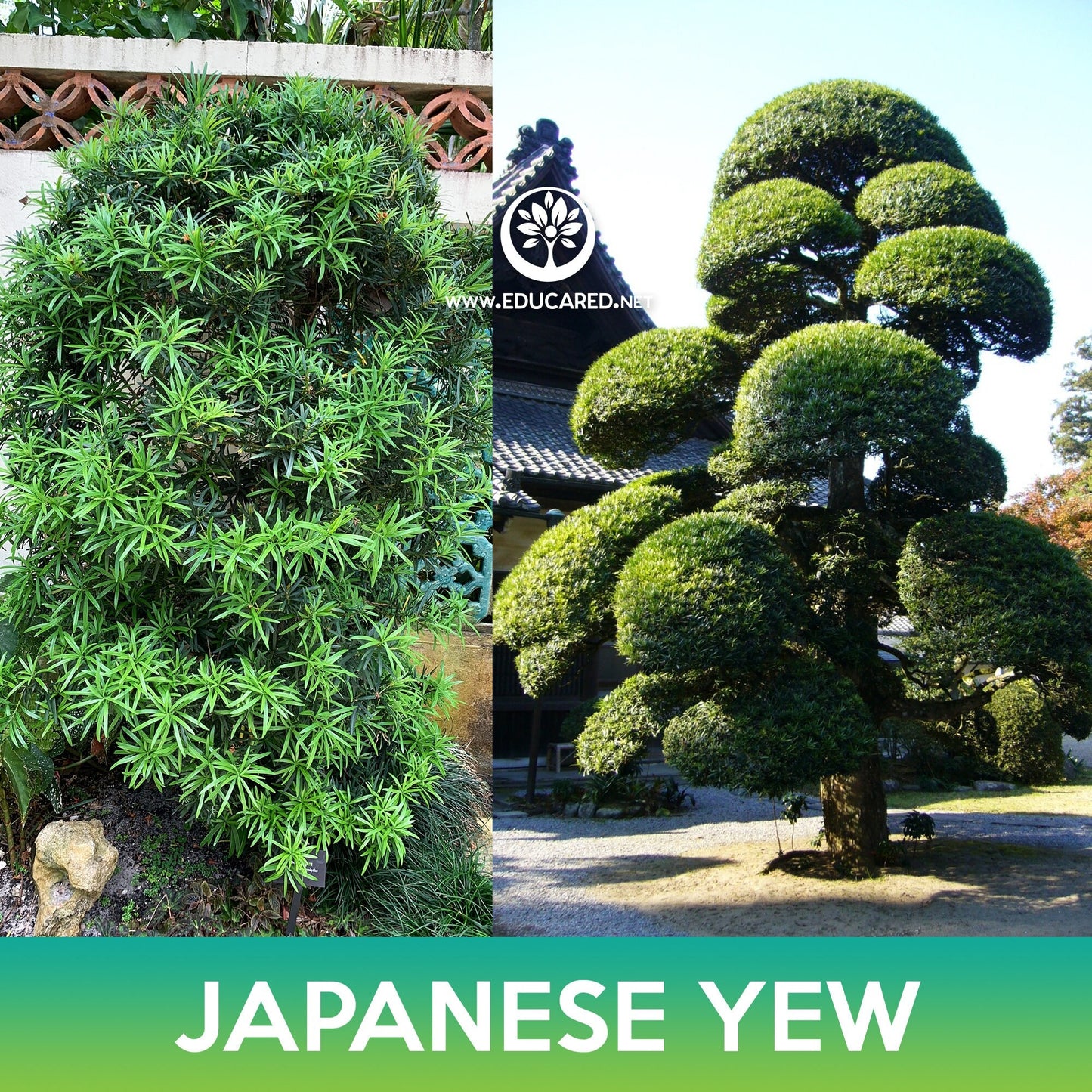 Japanese Yew Seeds, Plum Pine Yew, Podocarpus macrophyllus