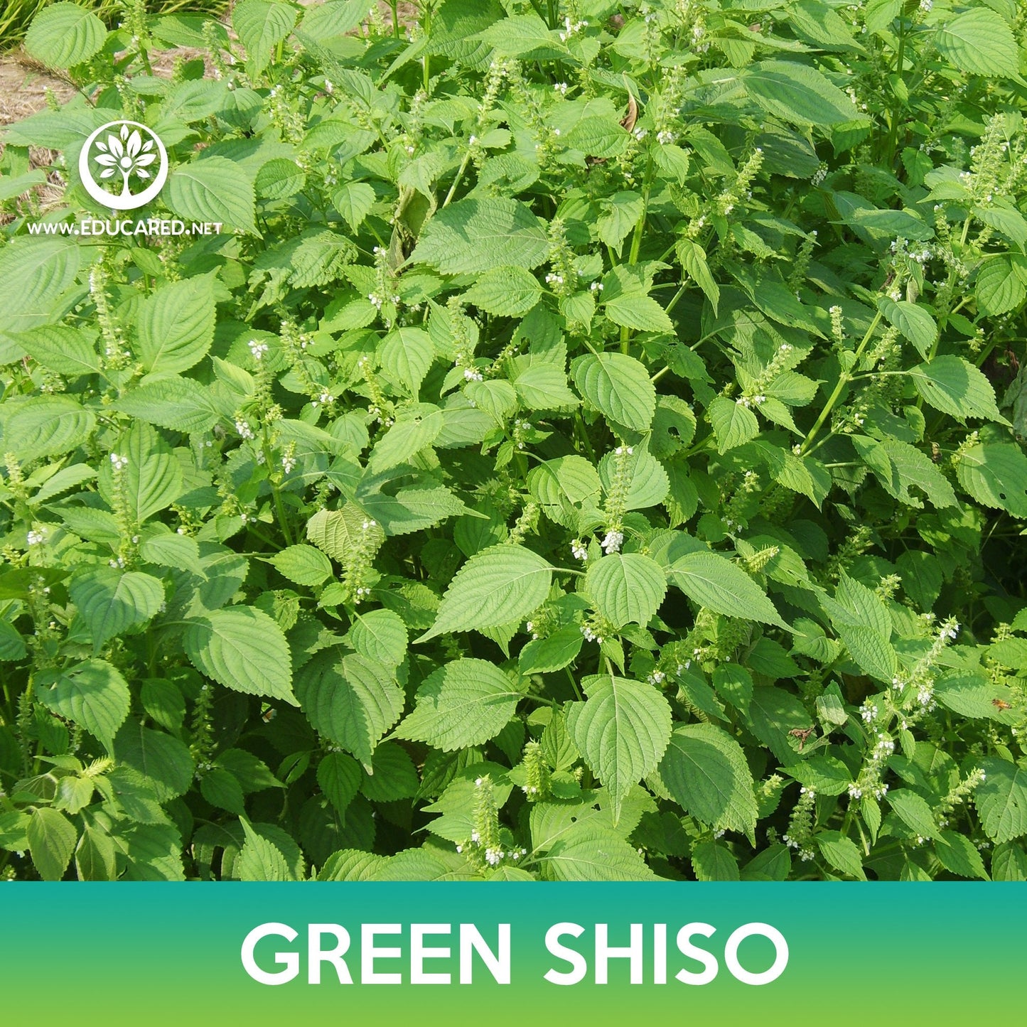 Green Shiso Seeds