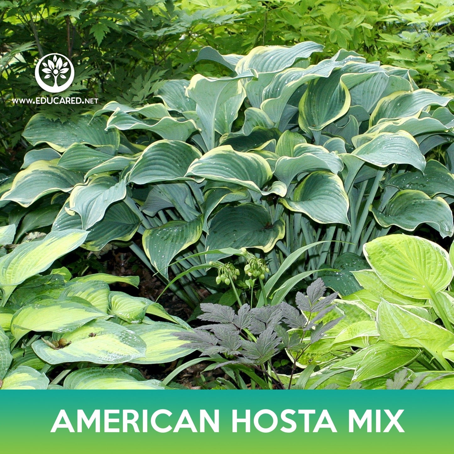 American Hosta Mix Seeds