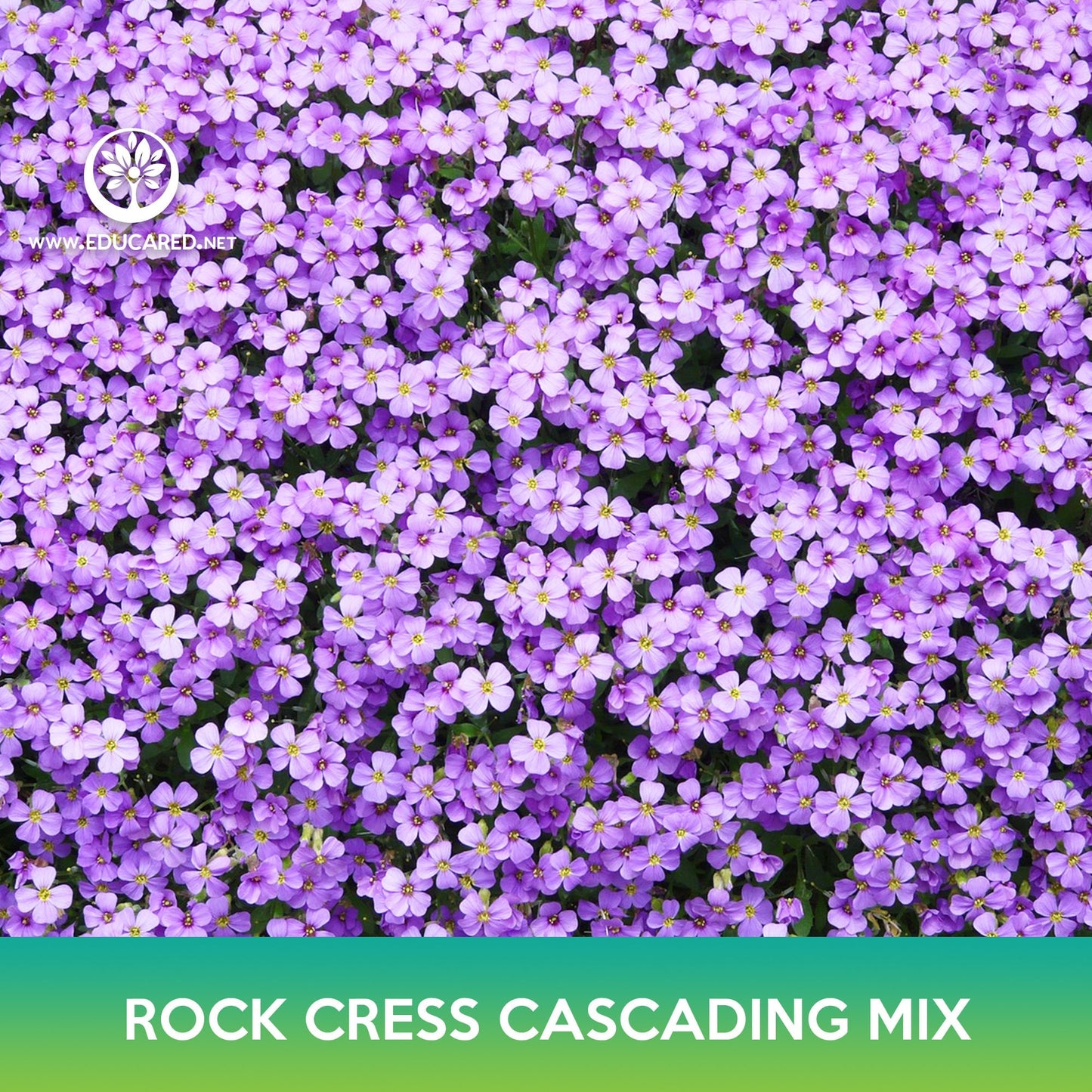 Rock Cress Cascading Mix Seeds, Aubrieta Hybrida Superbissima Cascade