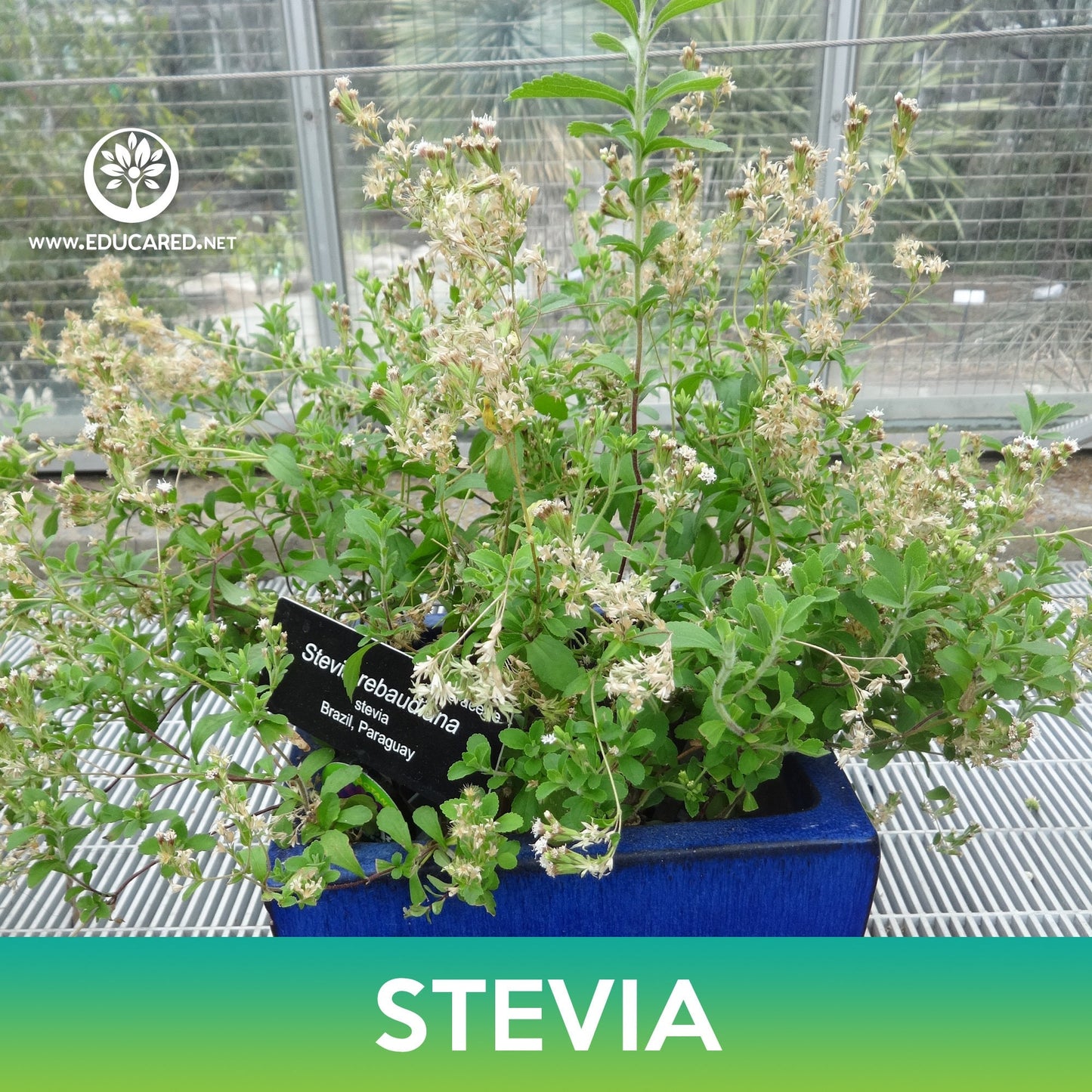 Stevia Seeds, Stevia Rebaudiana